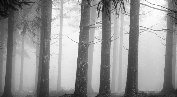 Imagen de un bosque en la niebla